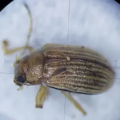 Grape Colaspis thumbnail 1
