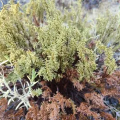 serpentine fern thumbnail 4