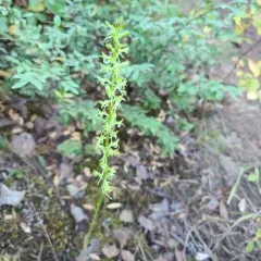Denseflower Rein Orchid thumbnail 1
