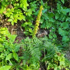 Bracted Lousewort thumbnail 2