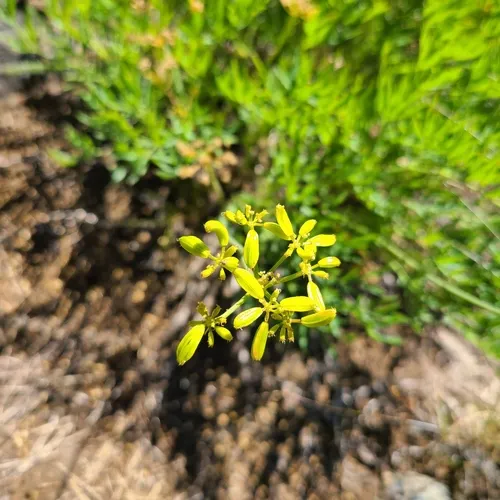 Brandegee's Desert-parsley