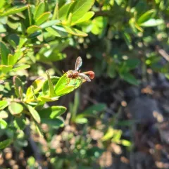 Physocephala burgessi thumbnail 2