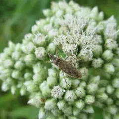 Nabis roseipennis thumbnail 4