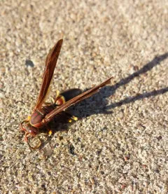 Ringed Paper Wasp thumbnail 4
