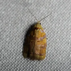 Red-edged Acleris Moth thumbnail 3