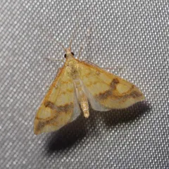 Choristostigma plumbosignalis thumbnail 3
