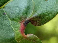 Phylloxerina nyssae thumbnail 2