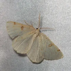 Sulphur Moth thumbnail 2