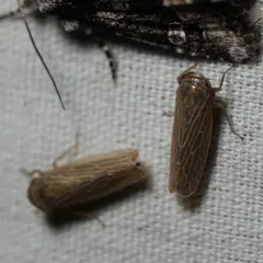 Paramesus major thumbnail 2