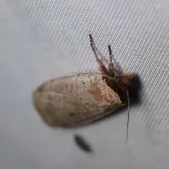 Red-breasted Dart thumbnail 3