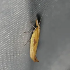 Canary Ypsolopha Moth thumbnail 2