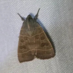 Even-lined Sallow thumbnail 3