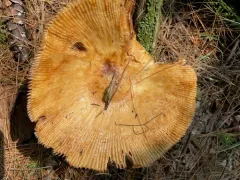 Stinking Brittlegill thumbnail 1