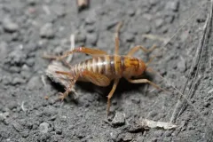 plains camel cricket thumbnail 2
