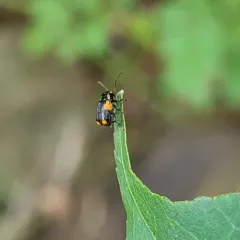 Black and Red Sumac Leaf Beetle thumbnail 4