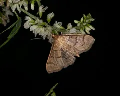 Herpetogramma theseusalis thumbnail 4