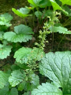 fringed kittentails thumbnail 4