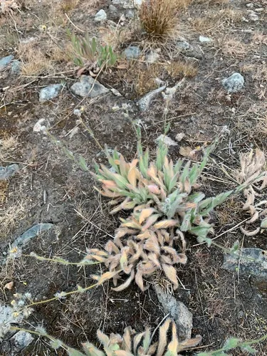 Houndstongue Hawkweed