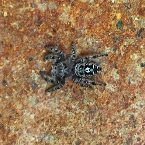 Putnam's Jumping Spider
