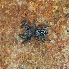 Putnam's Jumping Spider thumbnail 1