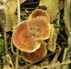 Peckiella camphorati thumbnail 2