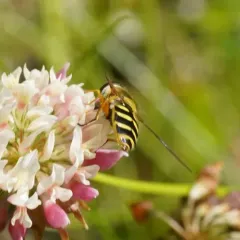 Common Flower Fly thumbnail 4