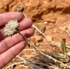 Badlands Mule-ears thumbnail 4