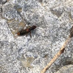 Immaculate Rove Beetle thumbnail 2