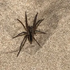 Rabid Wolf Spider thumbnail 2