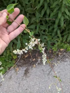 Bukhara Fleeceflower thumbnail 2