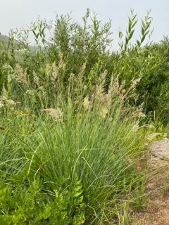 Calamagrostis utsutsuensis thumbnail 1