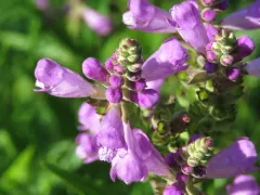 Ledingham's Physostegia thumbnail 2