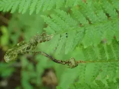 Chirosia pusillans thumbnail 2