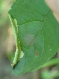 Coptotriche crataegifoliae thumbnail 2