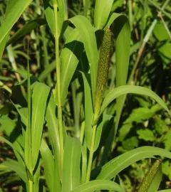 Foxtail Bristle-grass thumbnail 4