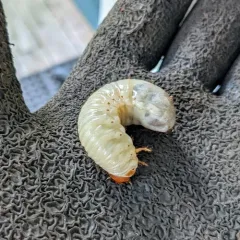 Forest-ogre June Beetle thumbnail 4