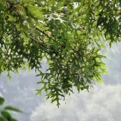 scarlet oak thumbnail 2