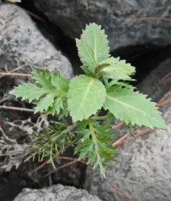 Lake-cress thumbnail 2