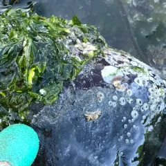 Pygmy Rock Crab thumbnail 2