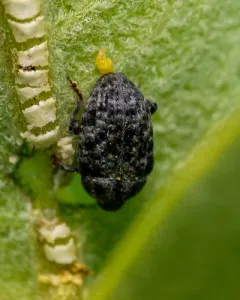 Rhyssomatus palmacollis thumbnail 3