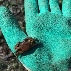 Flattop Crab thumbnail 2