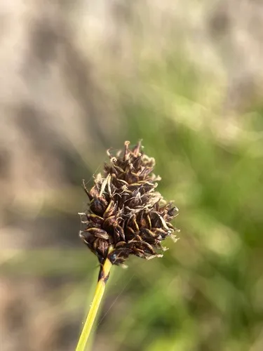 smooth-fruited sedge