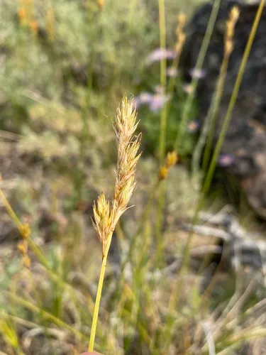 Liddon's sedge