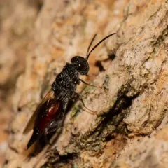 Phasgonophora sulcata thumbnail 2