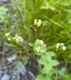 oregon bedstraw thumbnail 4