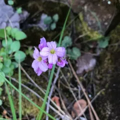 Nuttall's toothwort thumbnail 2