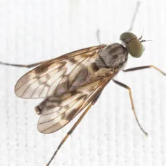 Lesser Variegated Snipe Fly thumbnail 4