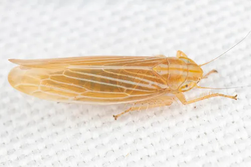 Cicadula cyperacea