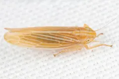 Cicadula cyperacea thumbnail 1