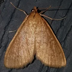 Framinghamia helvalis thumbnail 3